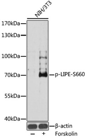 Merck ANTI-PHOSPHO-LIPE-S660 ANTIBODY PRODUCE&