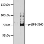 Merck ANTI-PHOSPHO-LIPE-S660 ANTIBODY PRODUCE&
