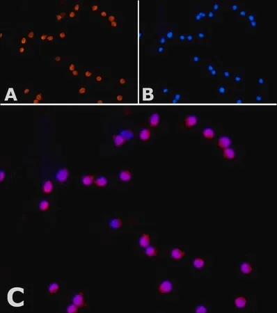 Merck Anti-ORAI1 antibody produced in rabbit
