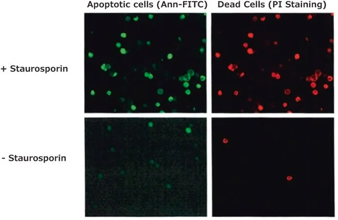 Merck Annexin V FITC Conjugate from human placenta