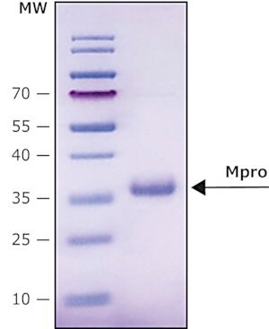 Merck Mpro, 3CL Protease from coronavirus SARS