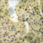 Merck Anti-phospho-VEGFR2 (pTyr1175) antibody produced in rabbit