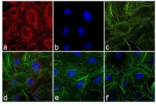 Thermo Fisher Scientific F(ab`)2-Goat anti-Rat IgG (H+L) Secondary Antibody, Qdot 565