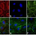 Thermo Fisher Scientific F(ab`)2-Goat anti-Rat IgG (H+L) Secondary Antibody, Qdot 565