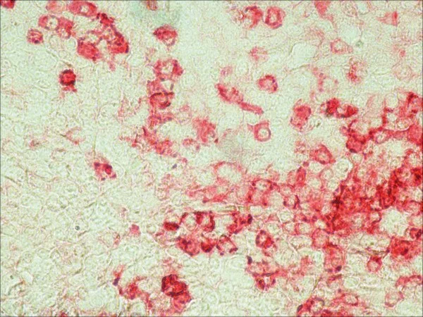 Merck Anti-Chicken IgY (IgG) (whole molecule)-Alkaline Phosphatase antibody produced in rabbit