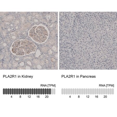 Merck Anti-PLA2R1 antibody produced in rabbit