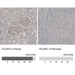 Merck Anti-PLA2R1 antibody produced in rabbit