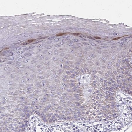 Merck Anti-IL37 antibody produced in rabbit