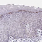 Merck Anti-IL37 antibody produced in rabbit