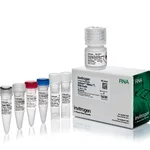 Thermo Fisher Scientific RNase T1 (1 U/μL)
