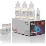 Thermo Fisher Scientific Alexa Fluor 647 Tyramide SuperBoost Kit, streptavidin