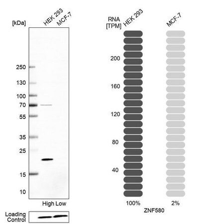 Merck Anti-ZNF580 antibody produced in rabbit