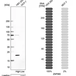 Merck Anti-ZNF580 antibody produced in rabbit