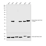 Thermo Fisher Scientific Goat anti-Human Kappa Light Chain Cross-Adsorbed Secondary Antibody, HRP