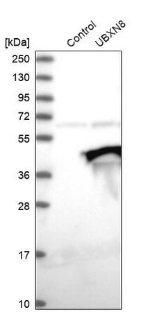Merck ANTI-UBXN8
