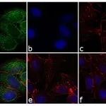 Thermo Fisher Scientific F(ab`)2-Rabbit anti-Mouse IgG (H+L) Cross-Adsorbed Secondary Antibody, Alexa Fluor 488