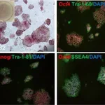 Thermo Fisher Scientific F(ab`)2-Goat anti-Rabbit IgG (H+L) Cross-Adsorbed Secondary Antibody, Alexa Fluor 488