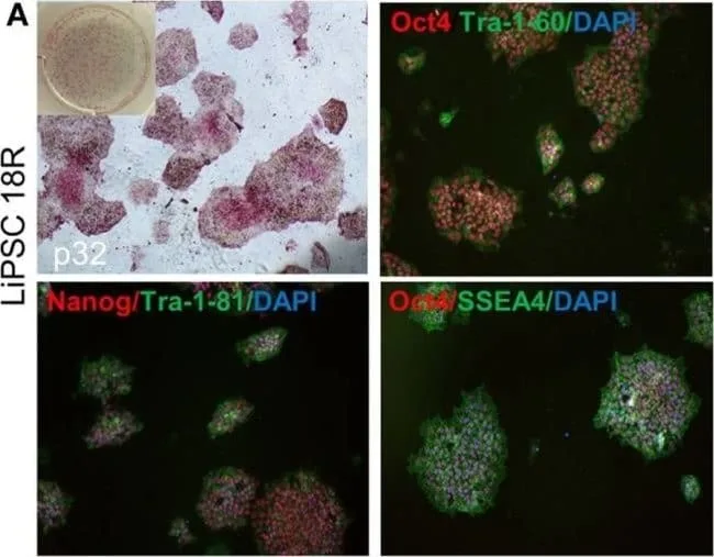 Thermo Fisher Scientific F(ab`)2-Goat anti-Rabbit IgG (H+L) Cross-Adsorbed Secondary Antibody, Alexa Fluor 488