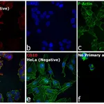 Thermo Fisher Scientific Donkey anti-Goat IgG (H+L) Highly Cross-Adsorbed Secondary Antibody, Alexa Fluor Plus 594
