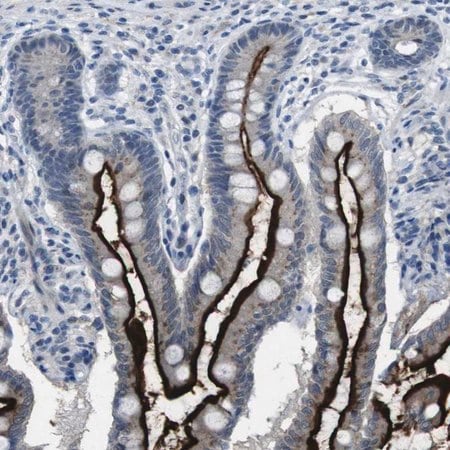 Merck Anti-CDHR2 antibody produced in rabbit
