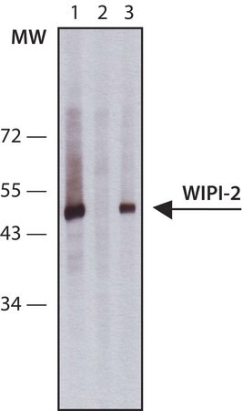 Merck Anti-WIPI-2 antibody produced in rabbit