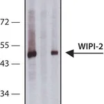 Merck Anti-WIPI-2 antibody produced in rabbit