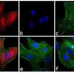 Thermo Fisher Scientific Chicken anti-Rat IgG (H+L) Secondary Antibody, TRITC