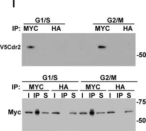 Merck ANTI-C-MYC