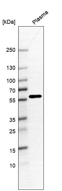 Atlas Antibodies Anti-ANKRD55 Antibody