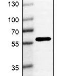 Atlas Antibodies Anti-ANKRD55 Antibody