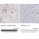 Atlas Antibodies Anti-ANKS1B Antibody