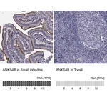 Atlas Antibodies Anti-ANKS4B Antibody