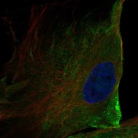 Atlas Antibodies Anti-ANO10 Antibody