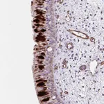 Atlas Antibodies Anti-ANKUB1 Antibody
