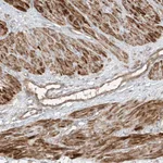 Atlas Antibodies Anti-ANKZF1 Antibody