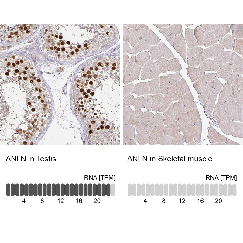 Atlas Antibodies Anti-ANLN Antibody