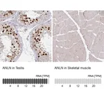 Atlas Antibodies Anti-ANLN Antibody