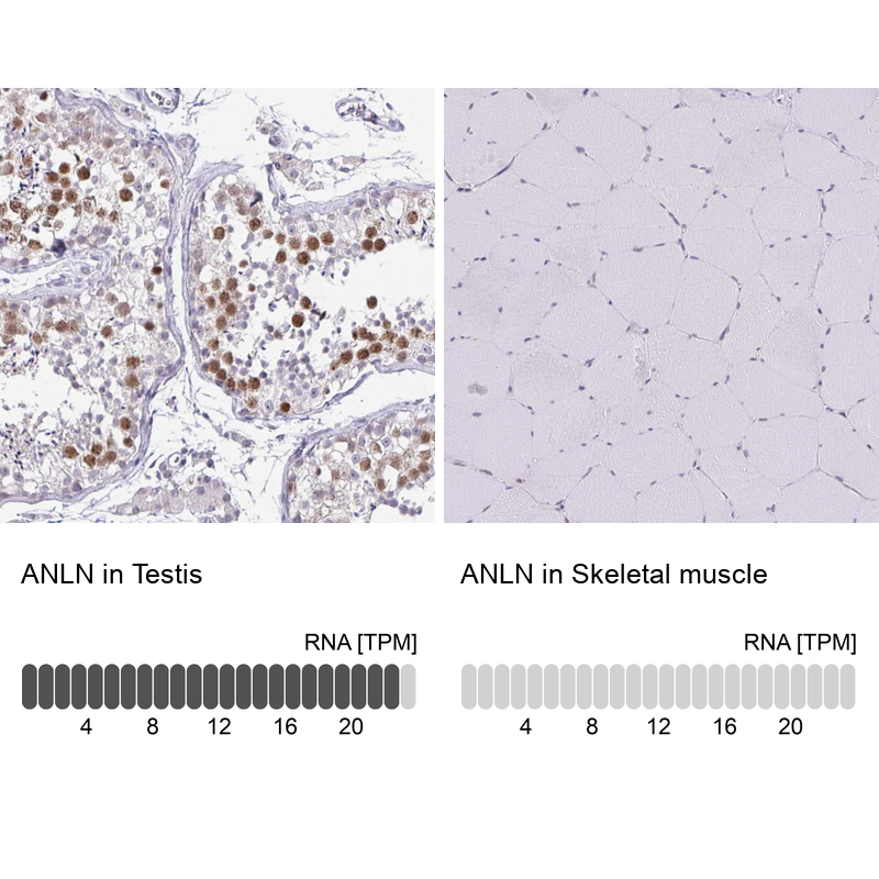 Atlas Antibodies Anti-ANLN Antibody