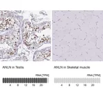 Atlas Antibodies Anti-ANLN Antibody