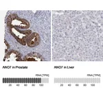 Atlas Antibodies Anti-ANO7 Antibody