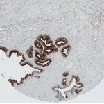 Atlas Antibodies Anti-ANO7 Antibody