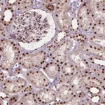 Atlas Antibodies Anti-ANP32A Antibody