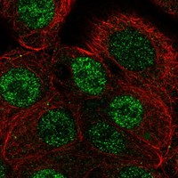 Atlas Antibodies Anti-ANP32B Antibody