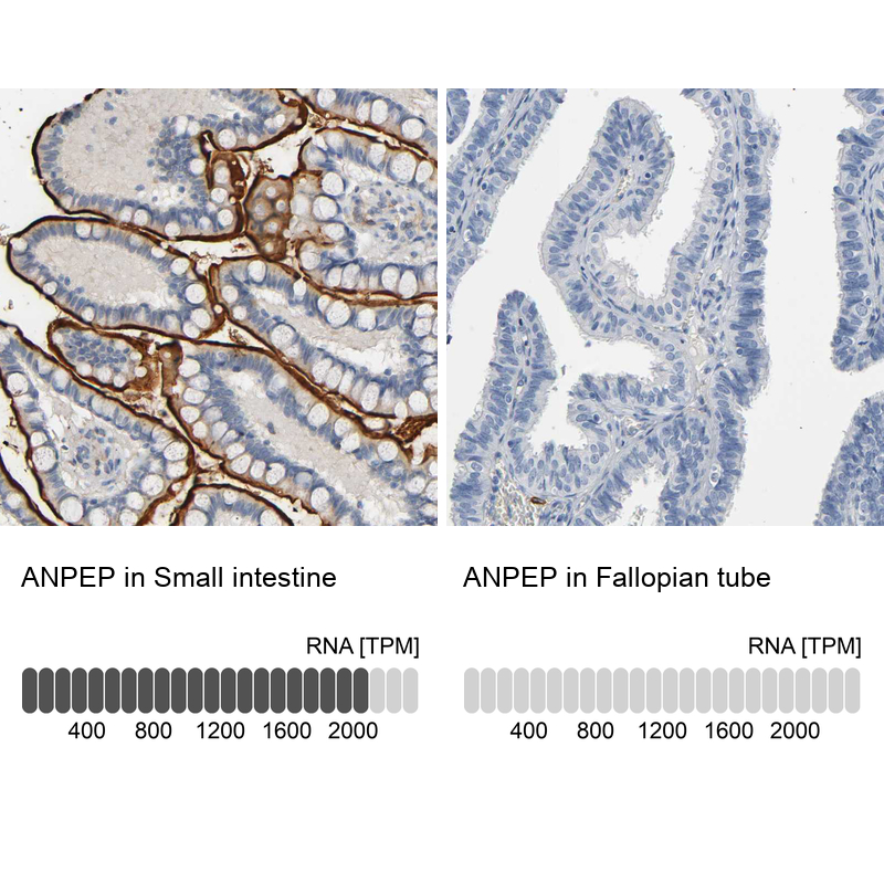 Atlas Antibodies Anti-ANPEP Antibody