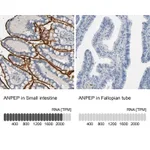 Atlas Antibodies Anti-ANPEP Antibody
