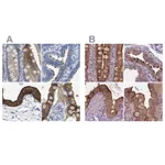 Atlas Antibodies Anti-ANXA13 Antibody