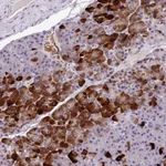 Atlas Antibodies Anti-ANXA2R Antibody
