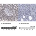 Atlas Antibodies Anti-ANXA6 Antibody