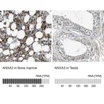 Atlas Antibodies Anti-ANXA3 Antibody
