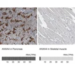 Atlas Antibodies Anti-ANXA4 Antibody